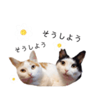 うちのねこスタンプ✱メルクロトララテ（個別スタンプ：13）