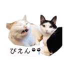 うちのねこスタンプ✱メルクロトララテ（個別スタンプ：14）