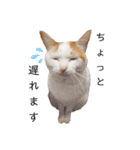 うちのねこスタンプ✱メルクロトララテ（個別スタンプ：16）