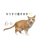 うちのねこスタンプ✱メルクロトララテ（個別スタンプ：17）
