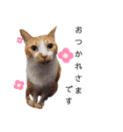 うちのねこスタンプ✱メルクロトララテ（個別スタンプ：21）