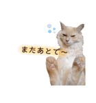うちのねこスタンプ✱メルクロトララテ（個別スタンプ：22）