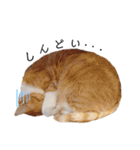 うちのねこスタンプ✱メルクロトララテ（個別スタンプ：23）