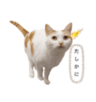 うちのねこスタンプ✱メルクロトララテ（個別スタンプ：24）