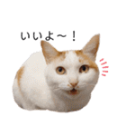 うちのねこスタンプ✱メルクロトララテ（個別スタンプ：25）