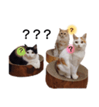 うちのねこスタンプ✱メルクロトララテ（個別スタンプ：26）