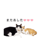 うちのねこスタンプ✱メルクロトララテ（個別スタンプ：27）