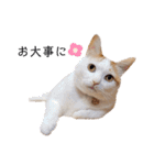 うちのねこスタンプ✱メルクロトララテ（個別スタンプ：30）