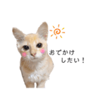 うちのねこスタンプ✱メルクロトララテ（個別スタンプ：33）