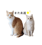 うちのねこスタンプ✱メルクロトララテ（個別スタンプ：36）