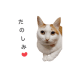 うちのねこスタンプ✱メルクロトララテ（個別スタンプ：38）