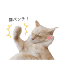 うちのねこスタンプ✱メルクロトララテ（個別スタンプ：40）