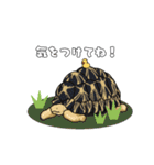 リクガメのなかまたち（個別スタンプ：24）