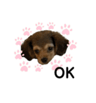 ✴︎チワックス犬✴︎こはくのにちじょう。（個別スタンプ：1）