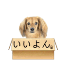 ✴︎チワックス犬✴︎こはくのにちじょう。（個別スタンプ：2）