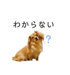 ✴︎チワックス犬✴︎こはくのにちじょう。（個別スタンプ：4）