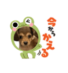 ✴︎チワックス犬✴︎こはくのにちじょう。（個別スタンプ：5）