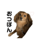 ✴︎チワックス犬✴︎こはくのにちじょう。（個別スタンプ：7）