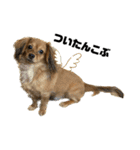 ✴︎チワックス犬✴︎こはくのにちじょう。（個別スタンプ：8）