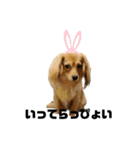 ✴︎チワックス犬✴︎こはくのにちじょう。（個別スタンプ：9）