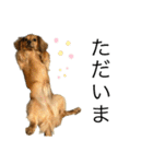 ✴︎チワックス犬✴︎こはくのにちじょう。（個別スタンプ：11）