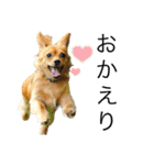 ✴︎チワックス犬✴︎こはくのにちじょう。（個別スタンプ：12）