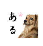 ✴︎チワックス犬✴︎こはくのにちじょう。（個別スタンプ：13）