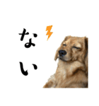 ✴︎チワックス犬✴︎こはくのにちじょう。（個別スタンプ：14）