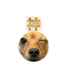 ✴︎チワックス犬✴︎こはくのにちじょう。（個別スタンプ：15）