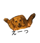 ✴︎チワックス犬✴︎こはくのにちじょう。（個別スタンプ：17）