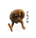 ✴︎チワックス犬✴︎こはくのにちじょう。（個別スタンプ：18）