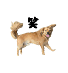 ✴︎チワックス犬✴︎こはくのにちじょう。（個別スタンプ：22）
