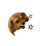 ✴︎チワックス犬✴︎こはくのにちじょう。（個別スタンプ：23）