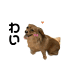 ✴︎チワックス犬✴︎こはくのにちじょう。（個別スタンプ：25）