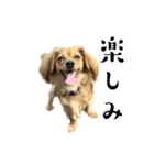 ✴︎チワックス犬✴︎こはくのにちじょう。（個別スタンプ：26）