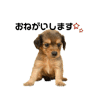 ✴︎チワックス犬✴︎こはくのにちじょう。（個別スタンプ：27）