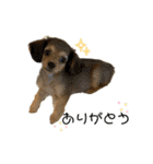✴︎チワックス犬✴︎こはくのにちじょう。（個別スタンプ：28）