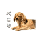 ✴︎チワックス犬✴︎こはくのにちじょう。（個別スタンプ：29）