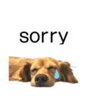 ✴︎チワックス犬✴︎こはくのにちじょう。（個別スタンプ：30）