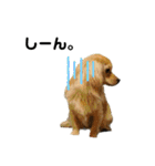 ✴︎チワックス犬✴︎こはくのにちじょう。（個別スタンプ：31）