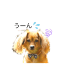 ✴︎チワックス犬✴︎こはくのにちじょう。（個別スタンプ：32）
