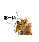 ✴︎チワックス犬✴︎こはくのにちじょう。（個別スタンプ：33）