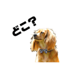 ✴︎チワックス犬✴︎こはくのにちじょう。（個別スタンプ：34）