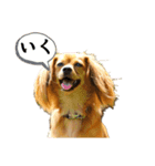 ✴︎チワックス犬✴︎こはくのにちじょう。（個別スタンプ：35）