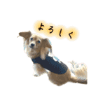 ✴︎チワックス犬✴︎こはくのにちじょう。（個別スタンプ：36）