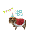 ✴︎チワックス犬✴︎こはくのにちじょう。（個別スタンプ：37）