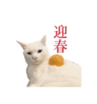 白猫のなむ3（個別スタンプ：4）