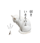 白猫のなむ3（個別スタンプ：16）