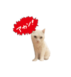 白猫のなむ3（個別スタンプ：22）