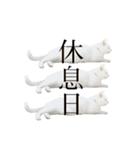 白猫のなむ3（個別スタンプ：26）